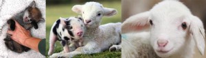 cute animals